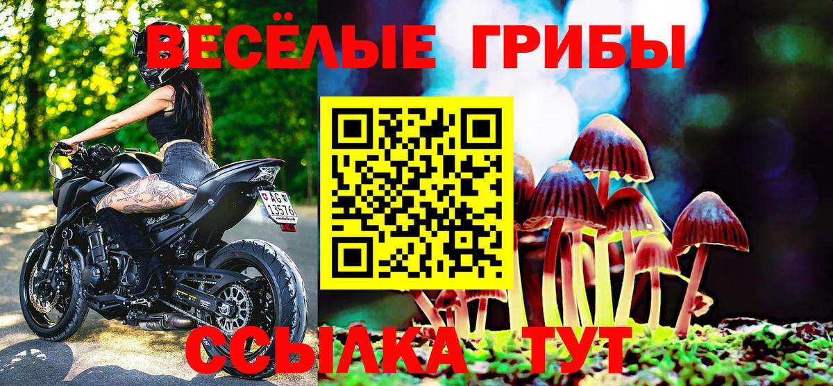 Псилоцибиновые грибы ЛСД  наркошоп  Новотроицк  Псилоцибиновые грибы Psilocybe 